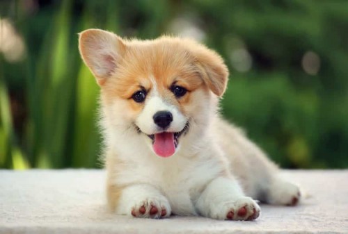 cho-corgi-5.jpg