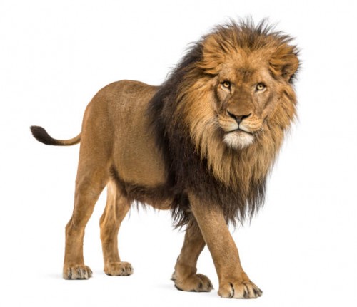 istockphoto-877369086-612x612.jpg